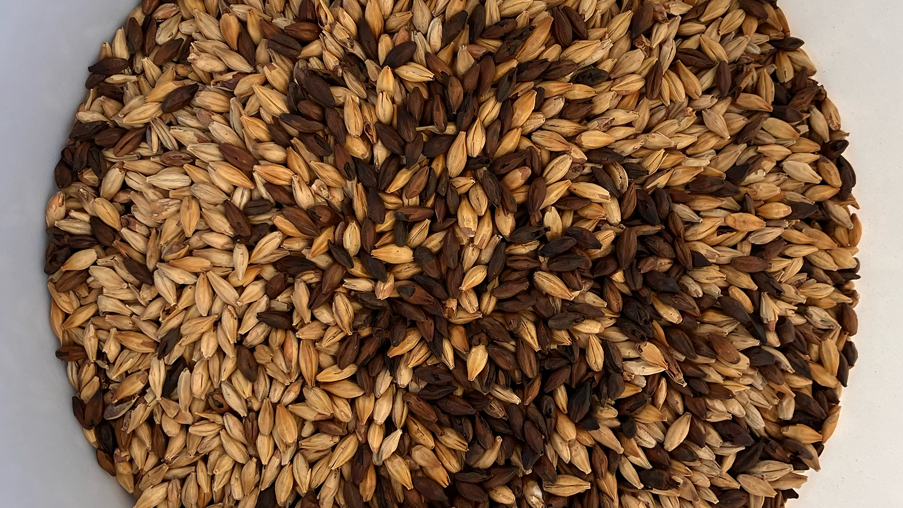 GRANO CHOMBA STOUT